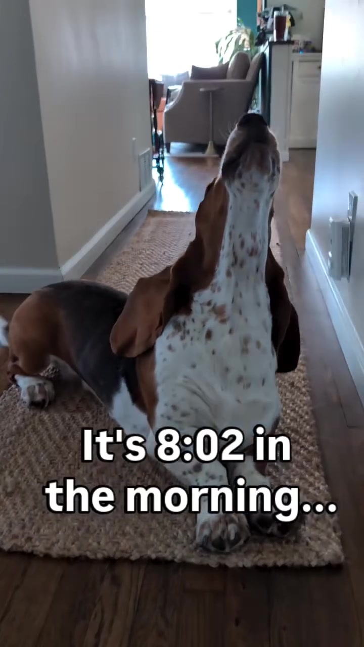 @Basset Hound Pups For Adoption