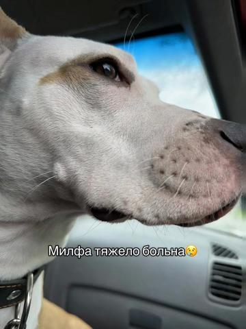 @🦋ТГК:PitoStaff_Milfa🦋