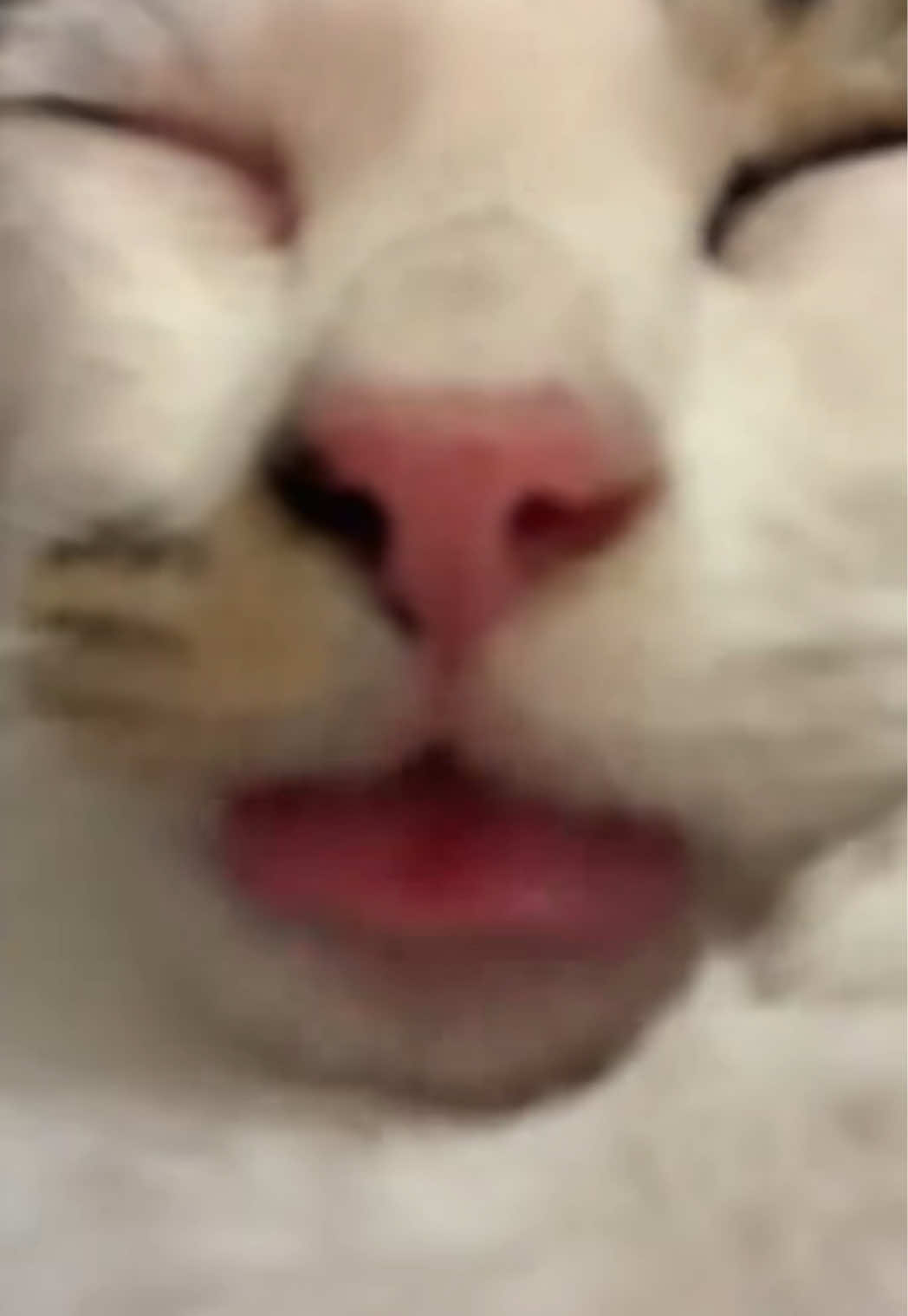 @cat memes