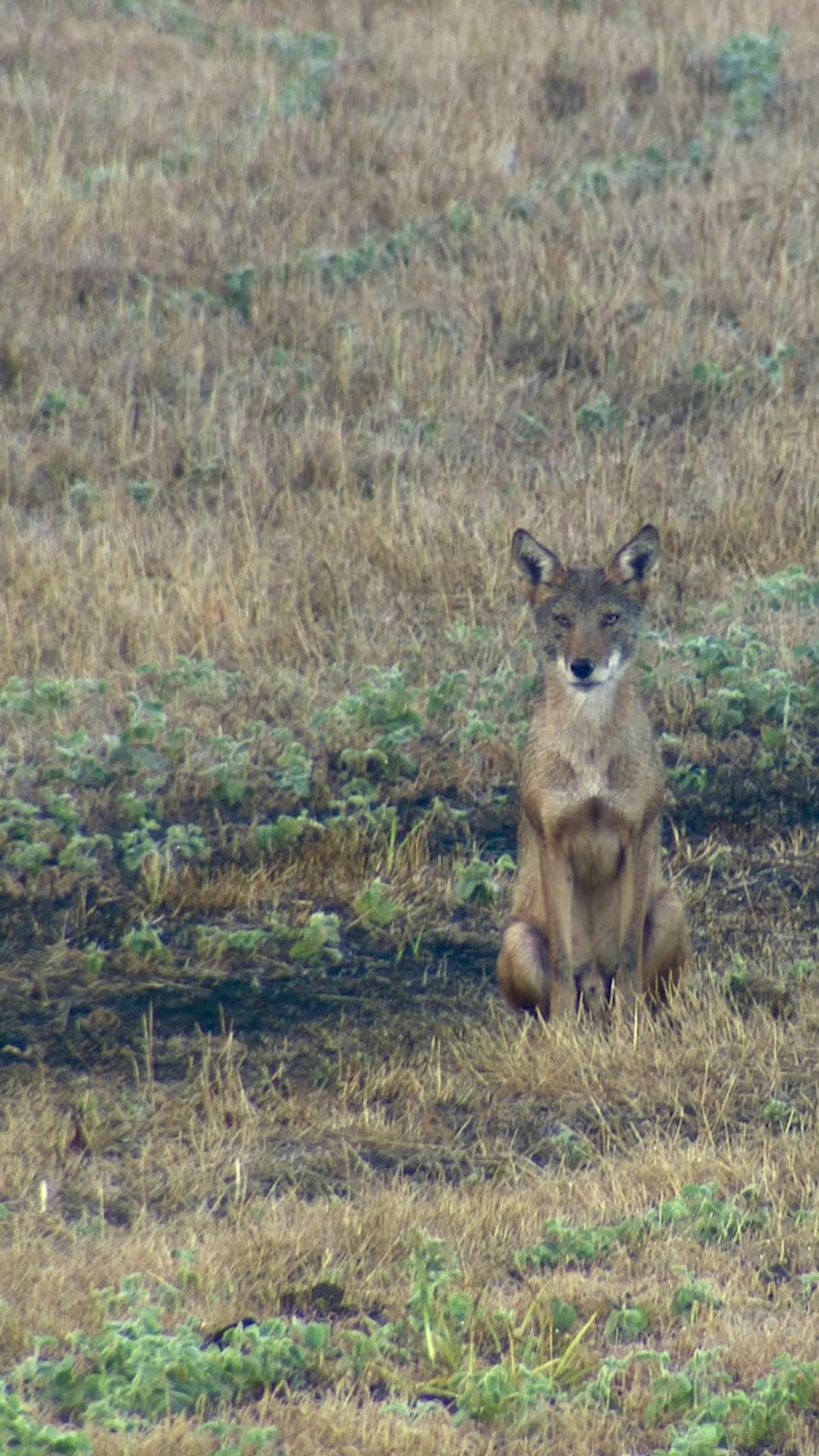 @FOXPRO Game Calls