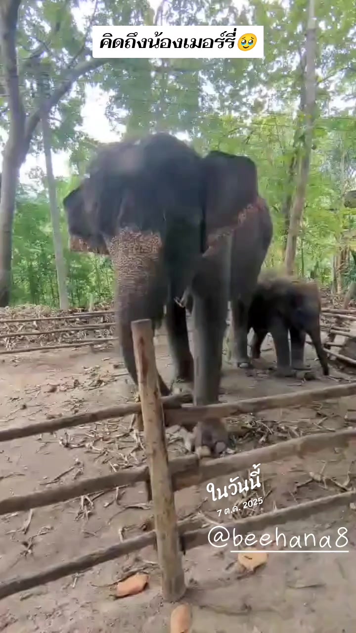 @beehana(บี)🐘🐘🐘💖