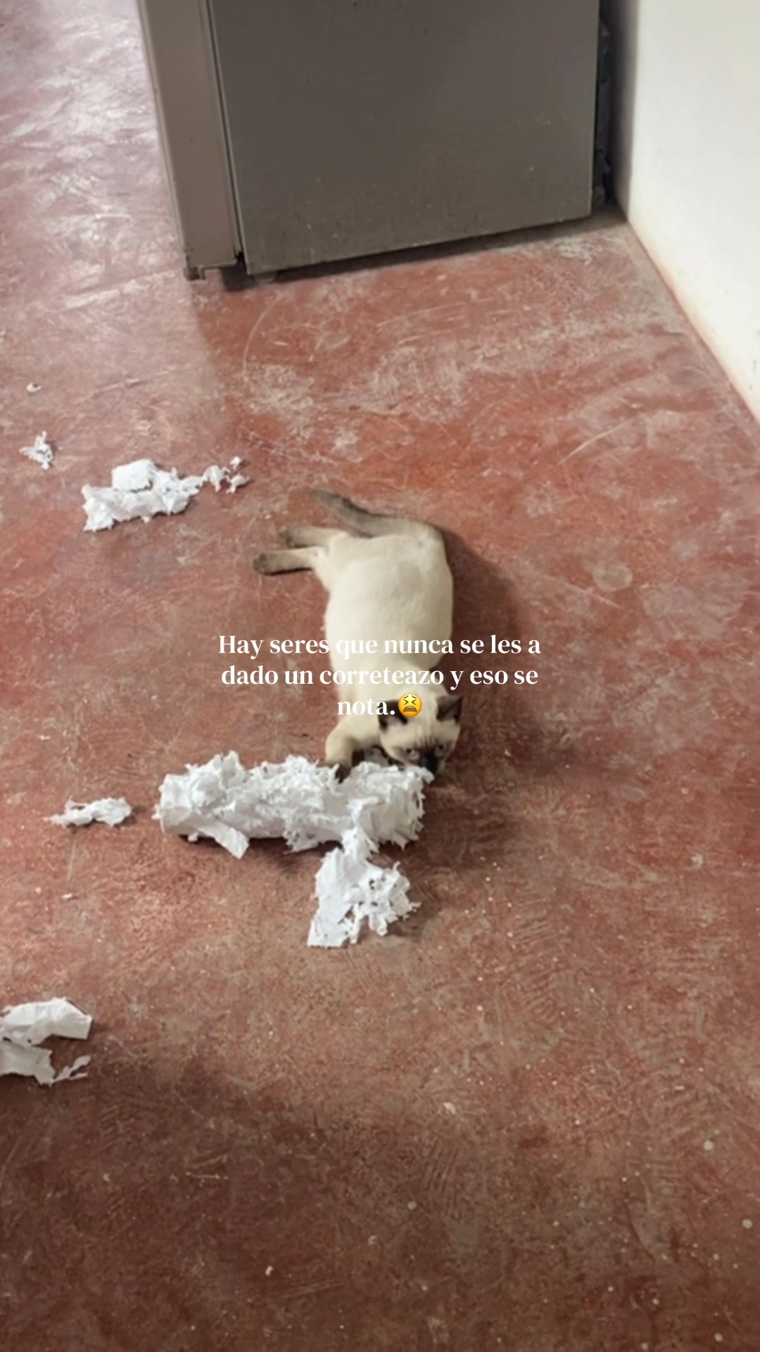 @Maru
