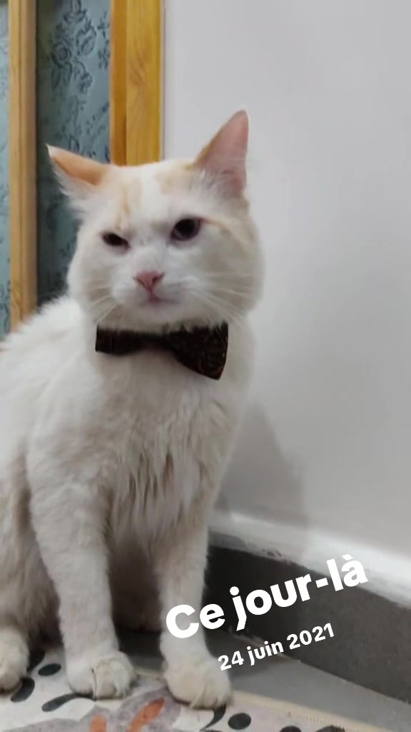 @Prince 🤴 nicotine 🐱nana