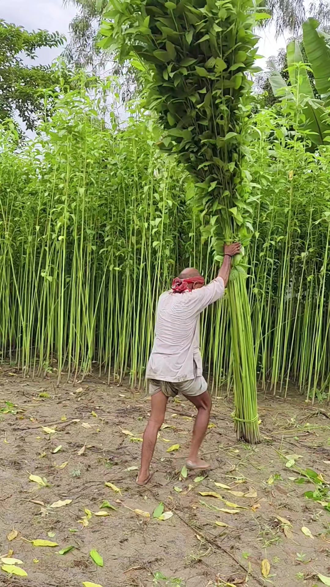 @Arun Chandra Ray | Nature Vibe