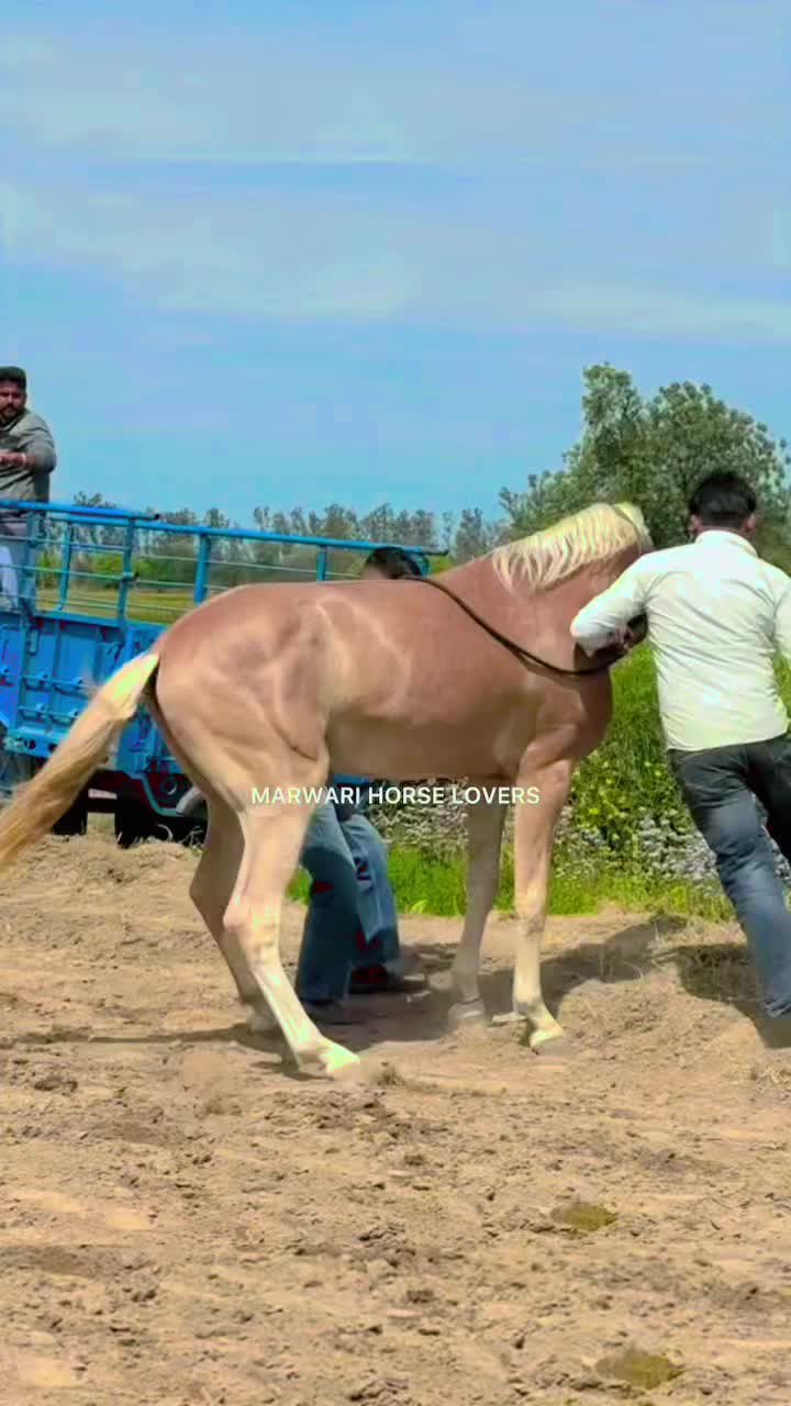 @🏇 MARWARI HORSE RACING 🏇