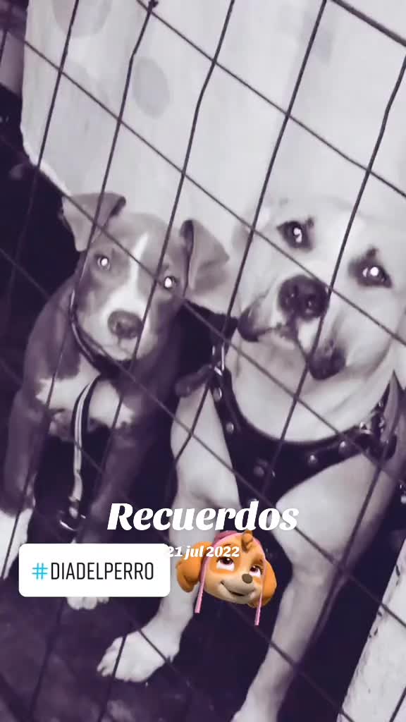 @JARRITO