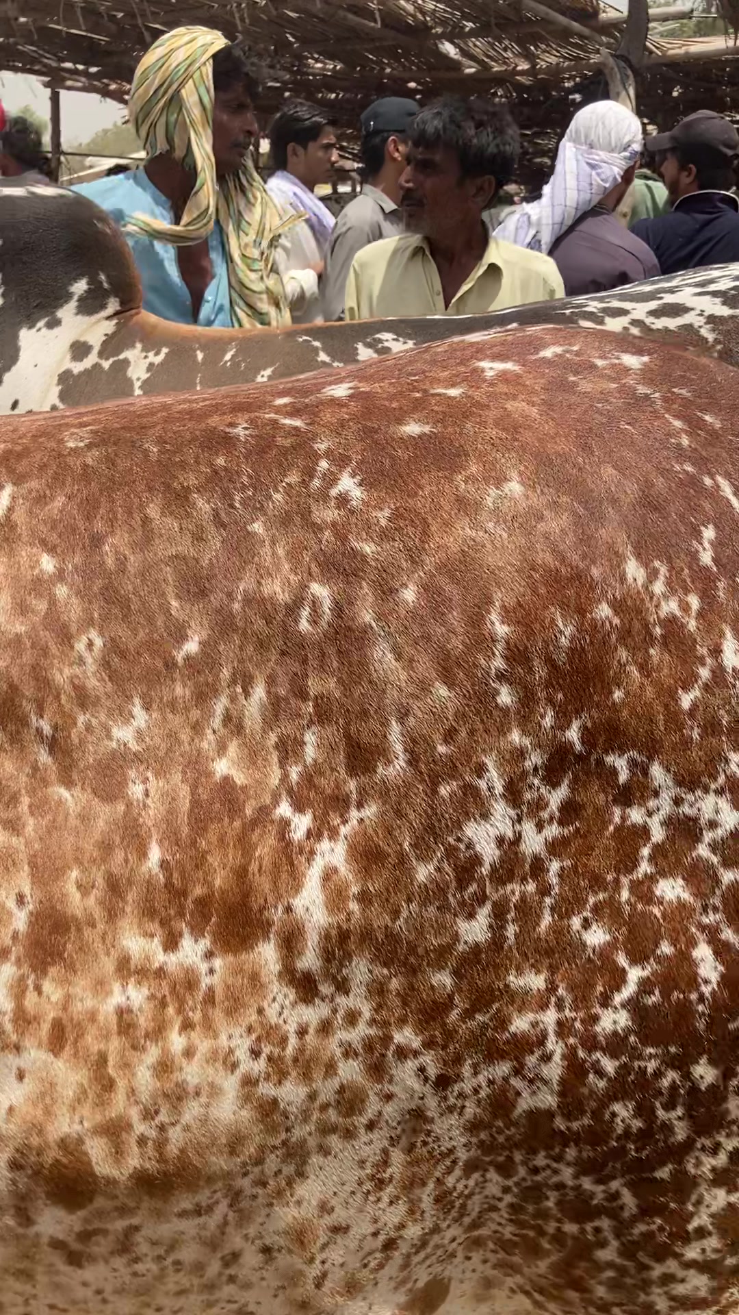 @cattle update Hyderabad