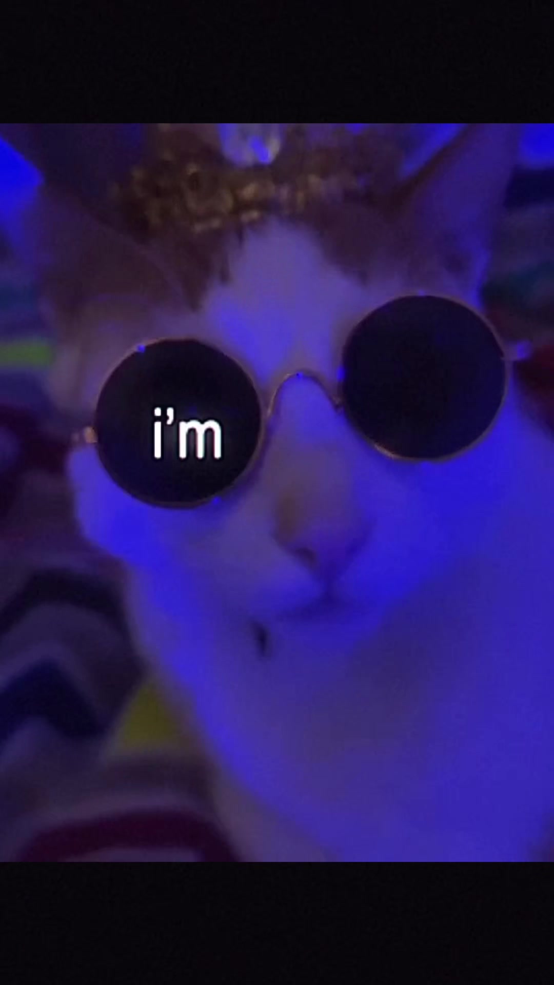 @Meow kitty