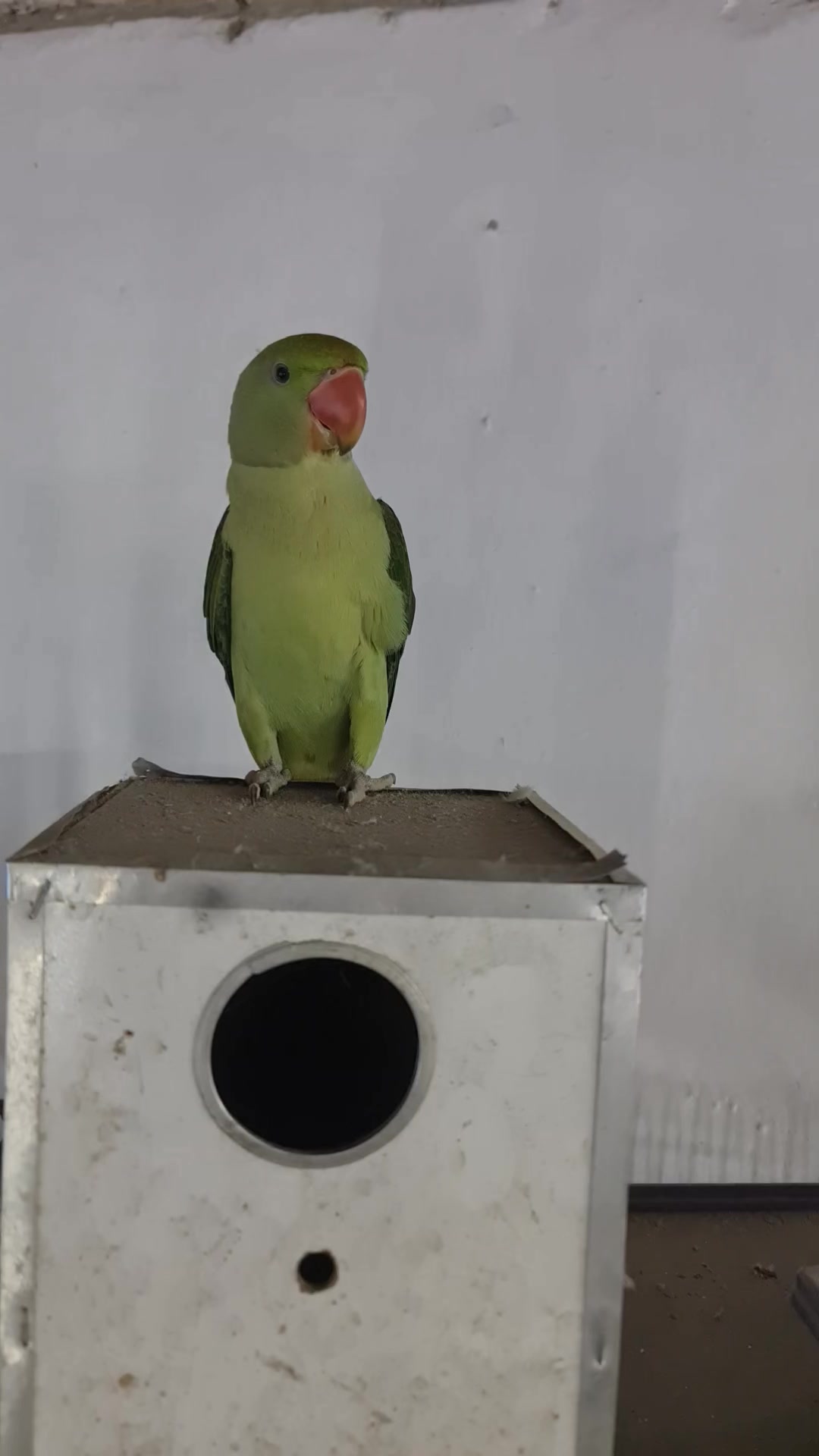 @ROYAL BIRD US