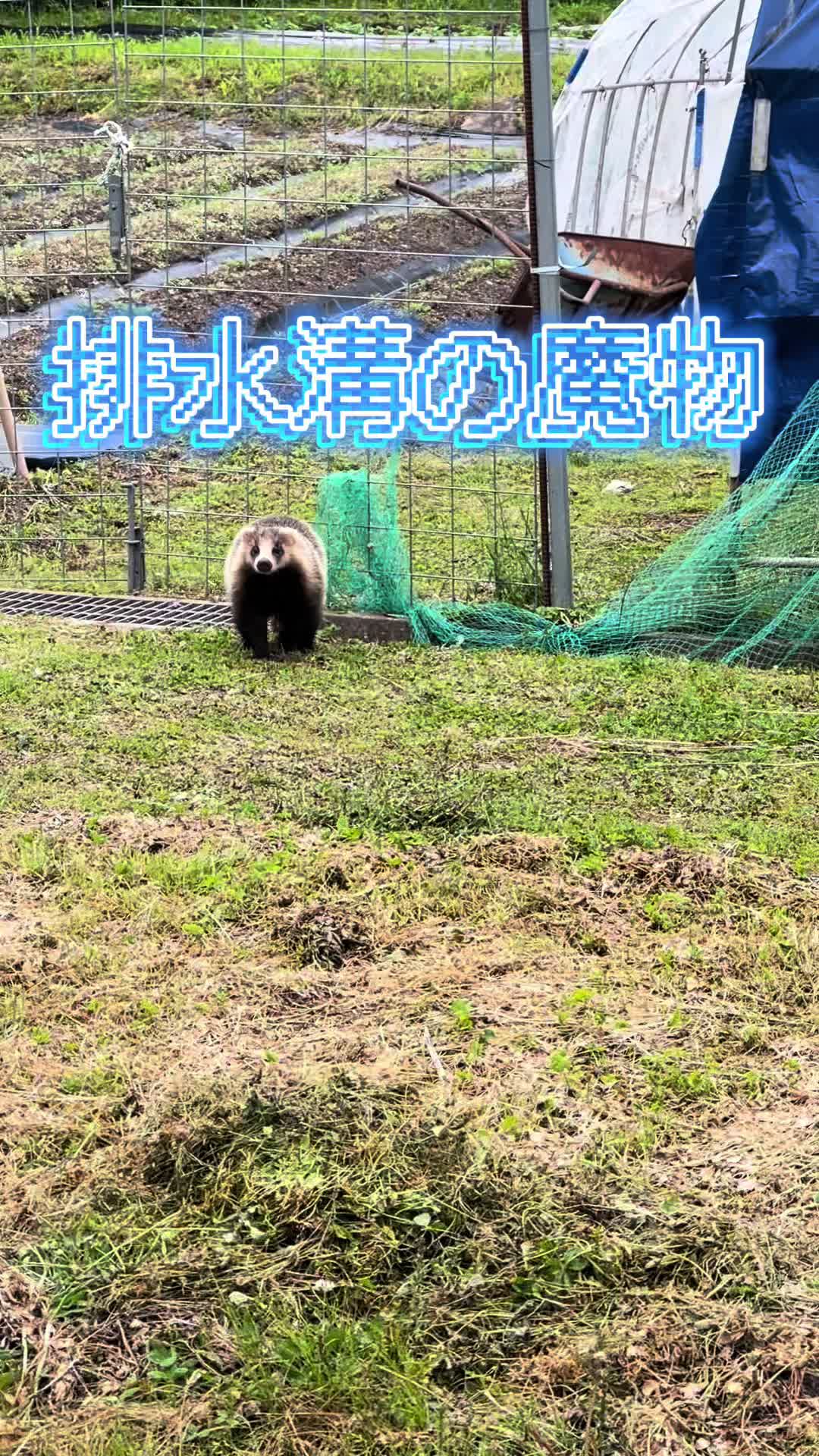 @美味しいトマトの研究所🍅🦌