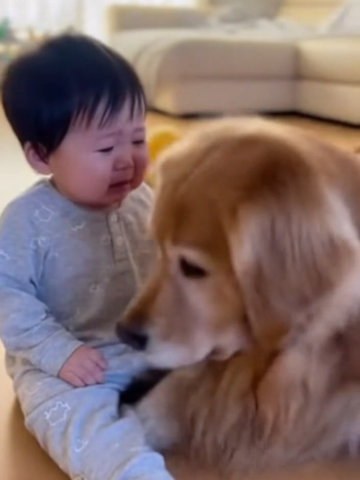 @金色ドリーマー💛犬愛好家