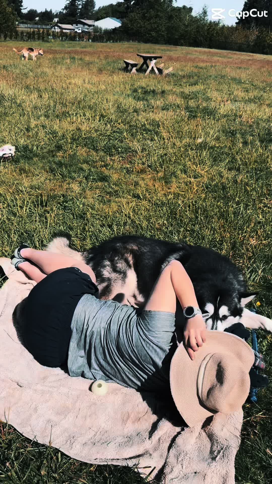 @❤️Hiccup, Roxy & Kona❤️