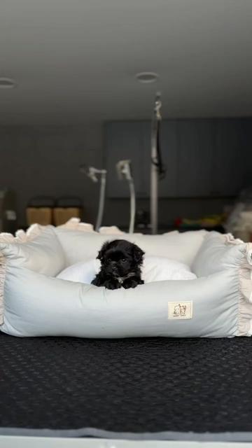 @kate_pomeranianl