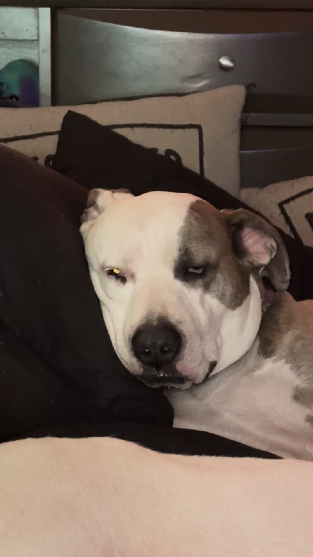@PittieMom