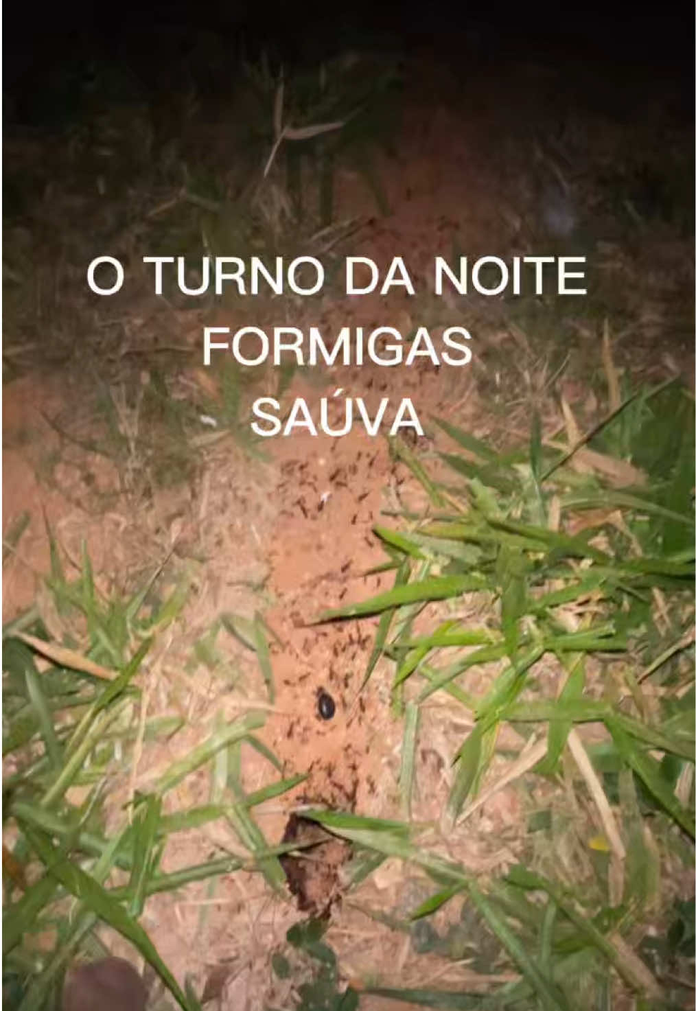 @JDM A NATUREZA EM AÇÃO
