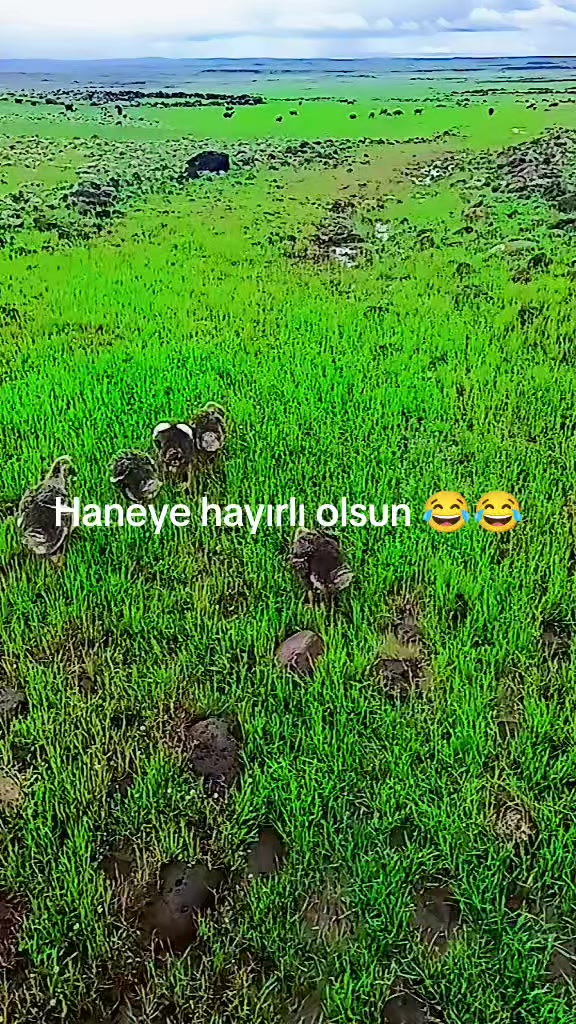 @Mesut Özbay