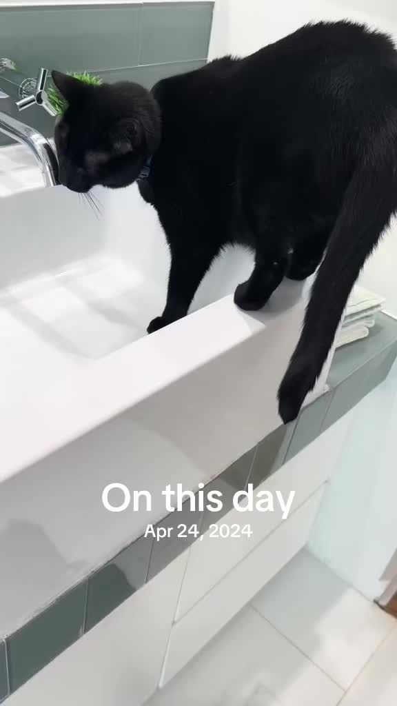 @Oscar&ensp;Jeremy&ensp;the&ensp;cat!