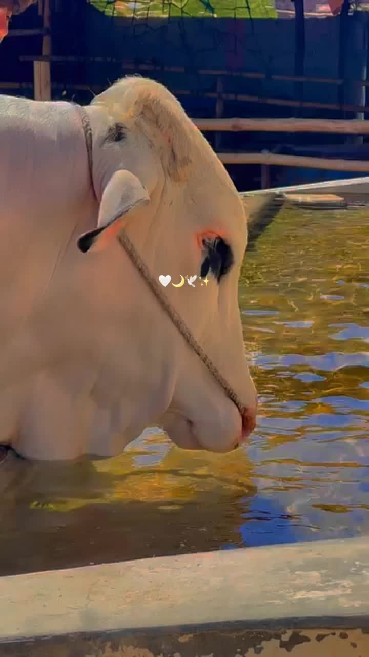 @HUZAIFA ✨