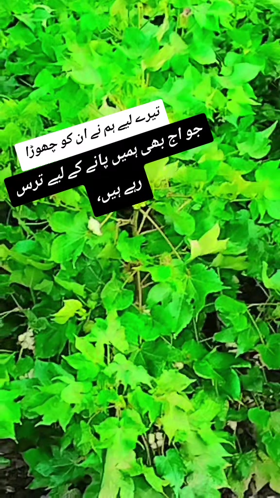 @$hanza Malik✨