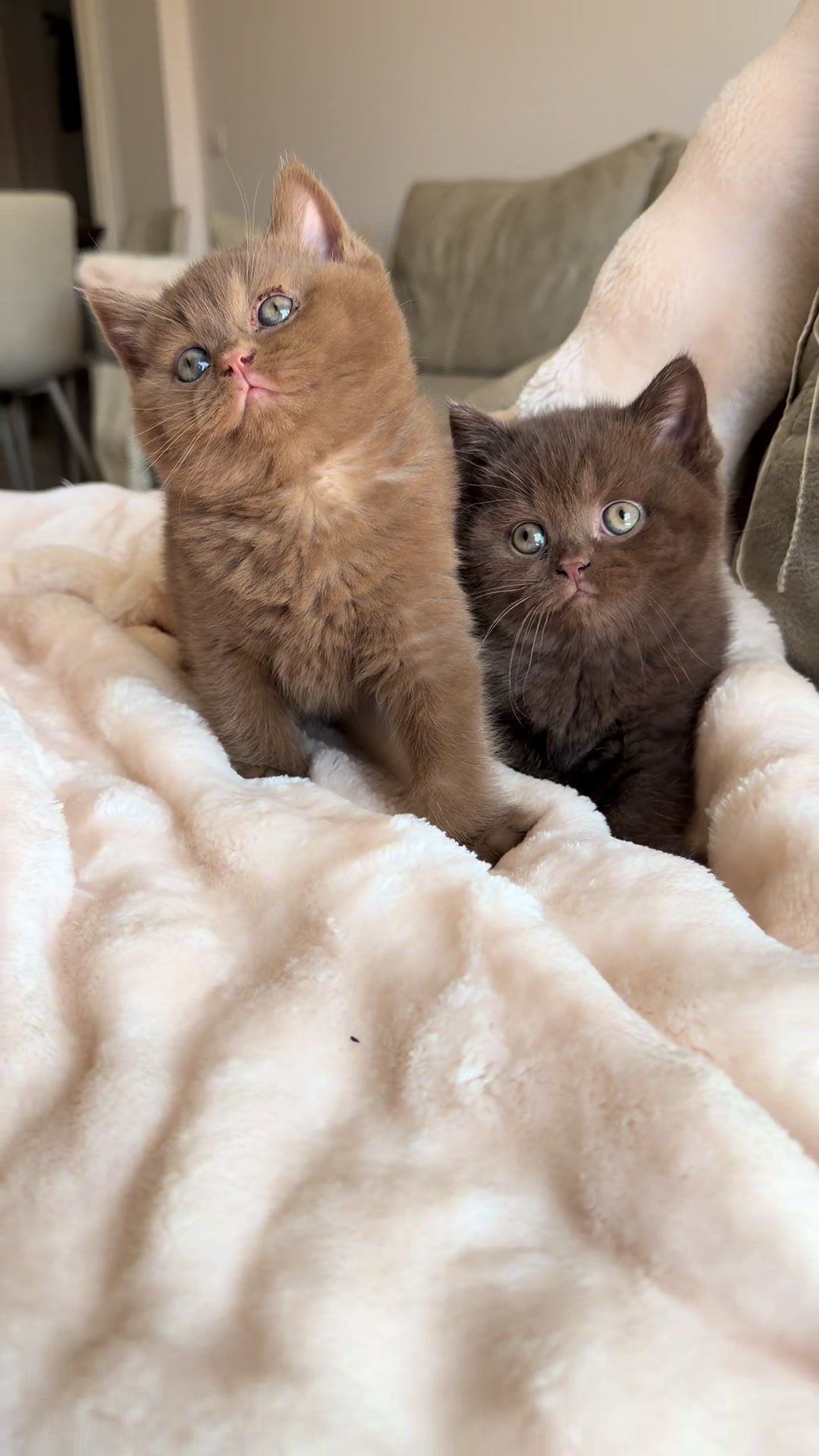@Lako’s_british_cattery