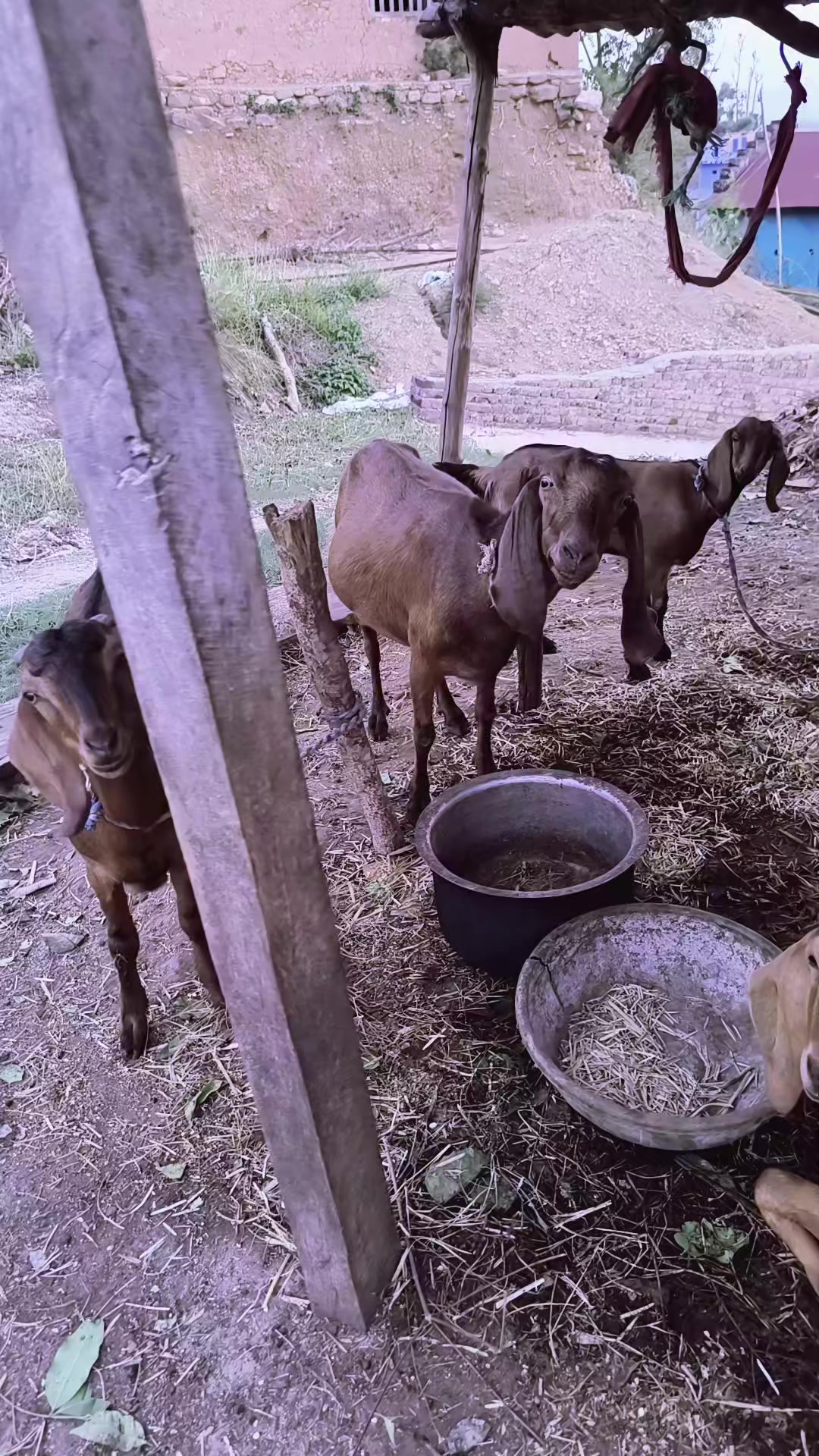 @सीता जिसी(डिसी) दाङ घोराही