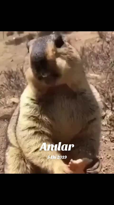 @M.E.R.C.A.N