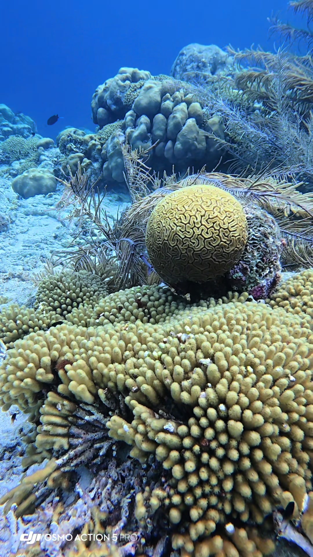 @dolphinsbonaire