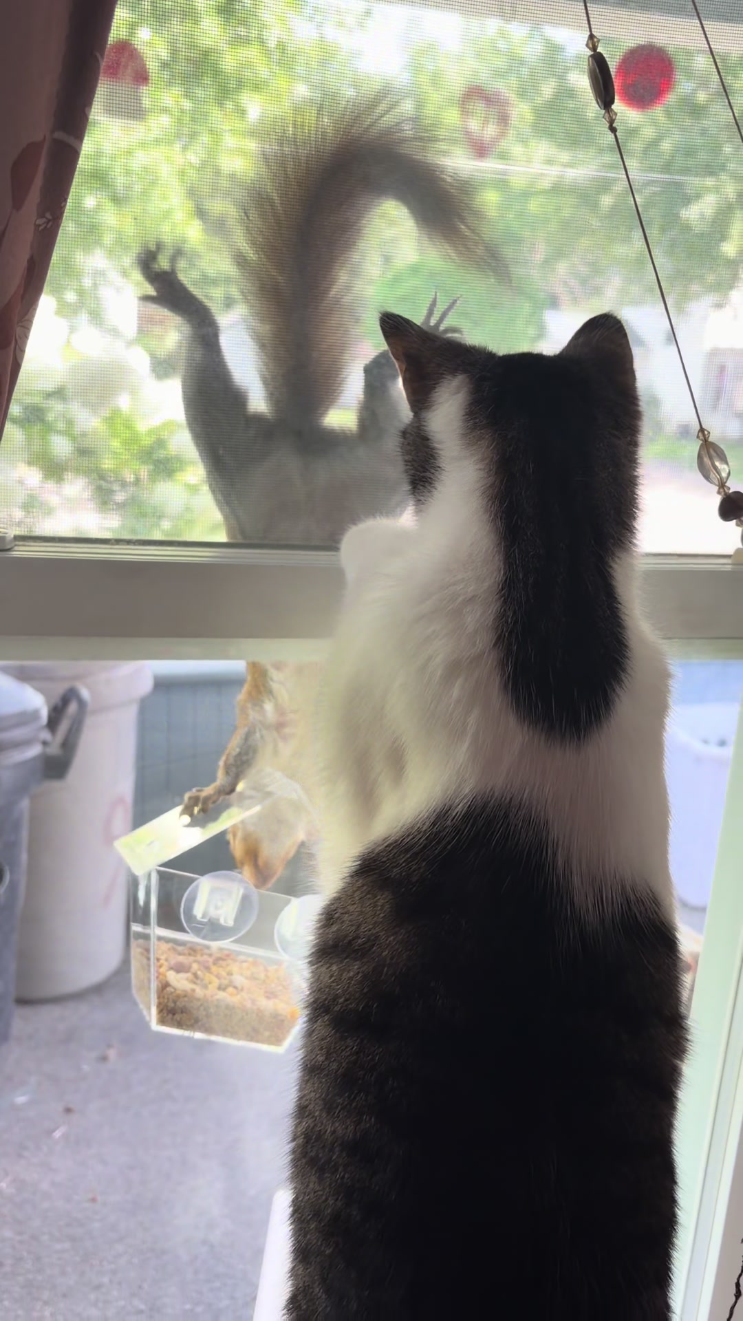 @Cassidy & ObiWan Catnobi