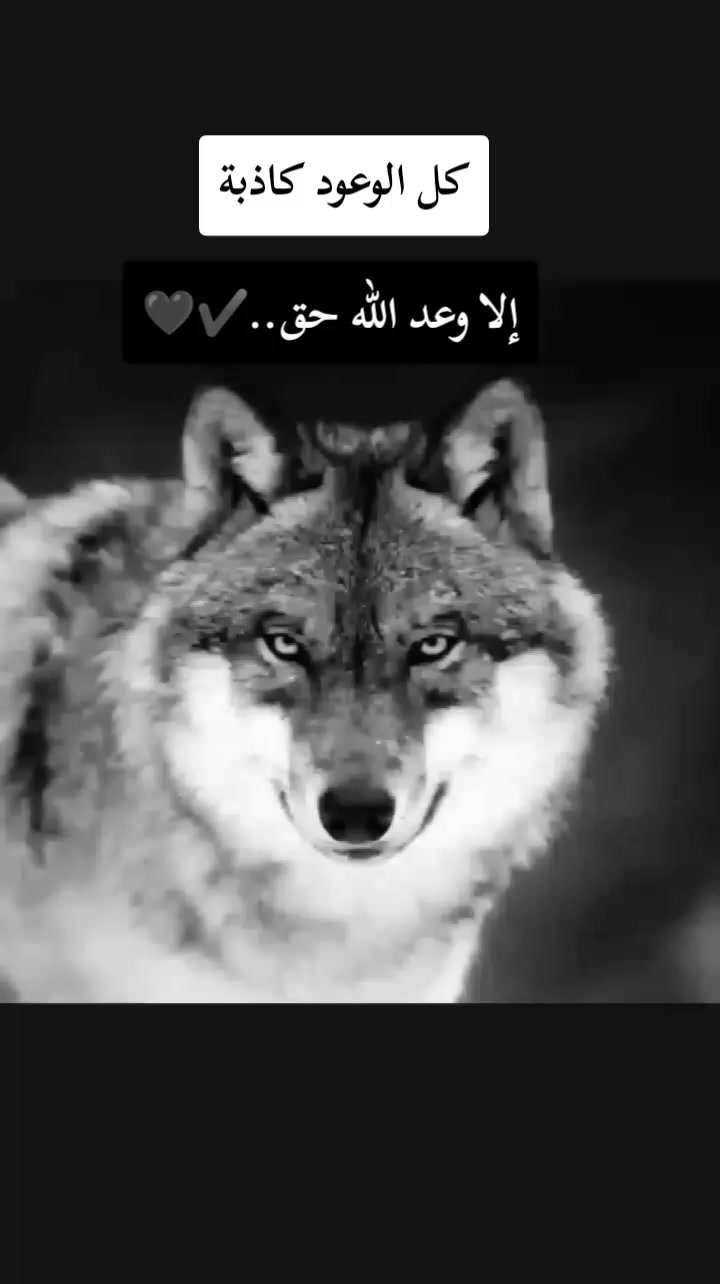 @𓆩🐺𝑾𝒂𝒍𝒆𝒅 𝑩𝒆𝒍𝒂𝒊𝒅𓆪