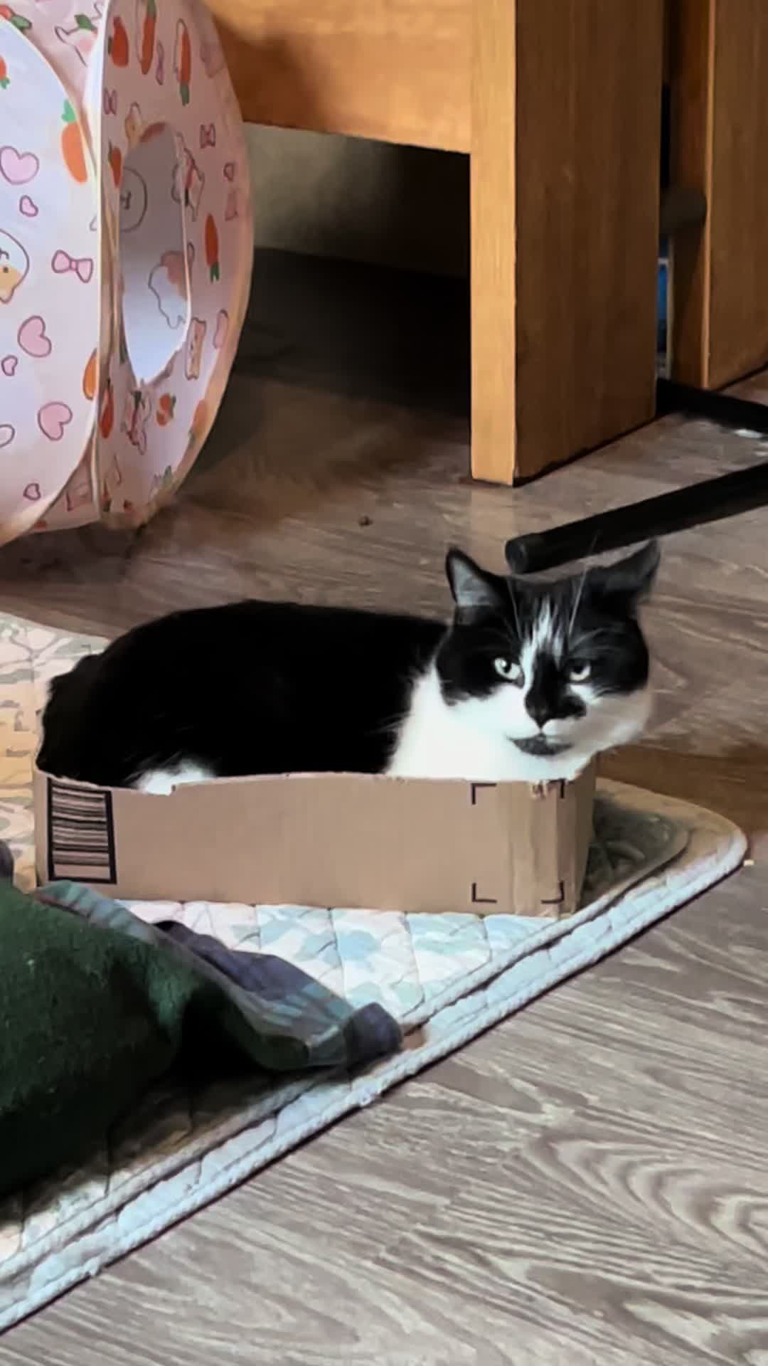 @Mrdivaandgizmoandfriends