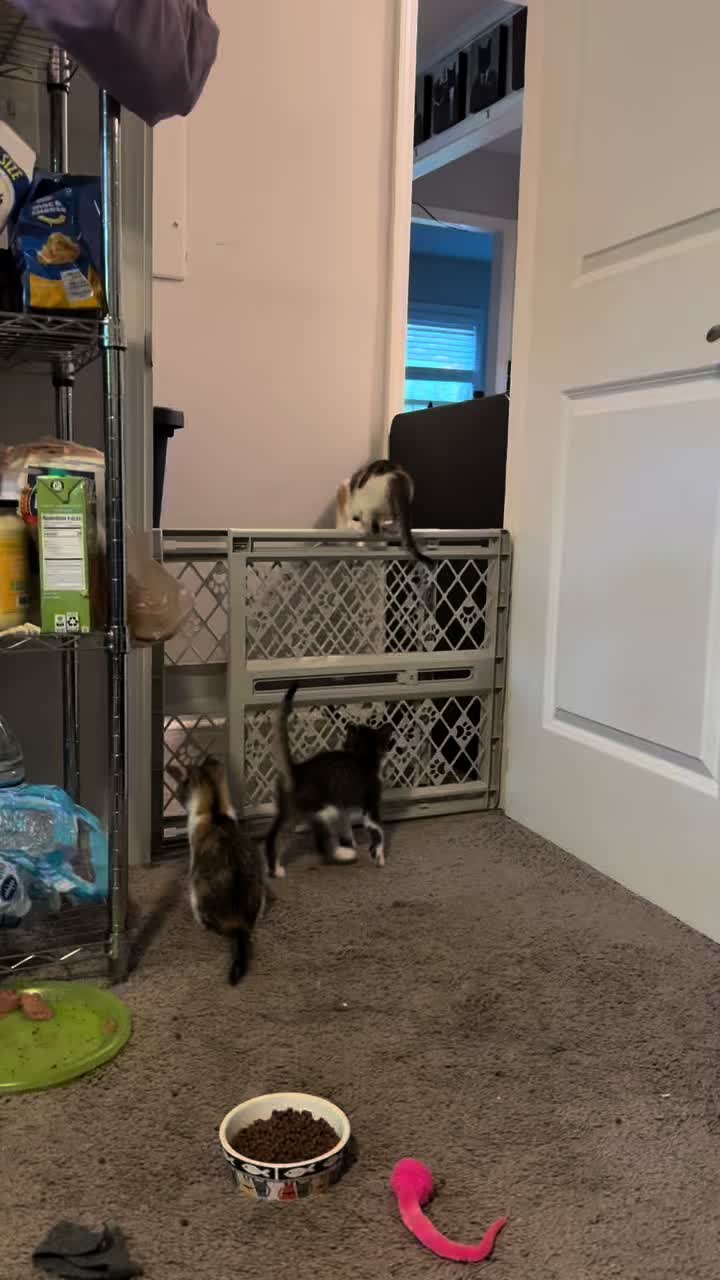 @Chaos and Cats