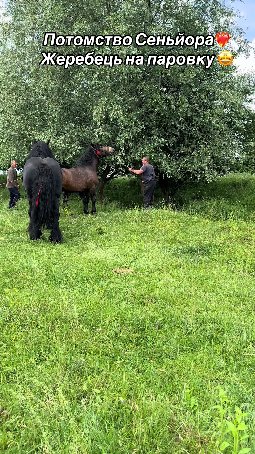 @_horses_farm_syrosh_