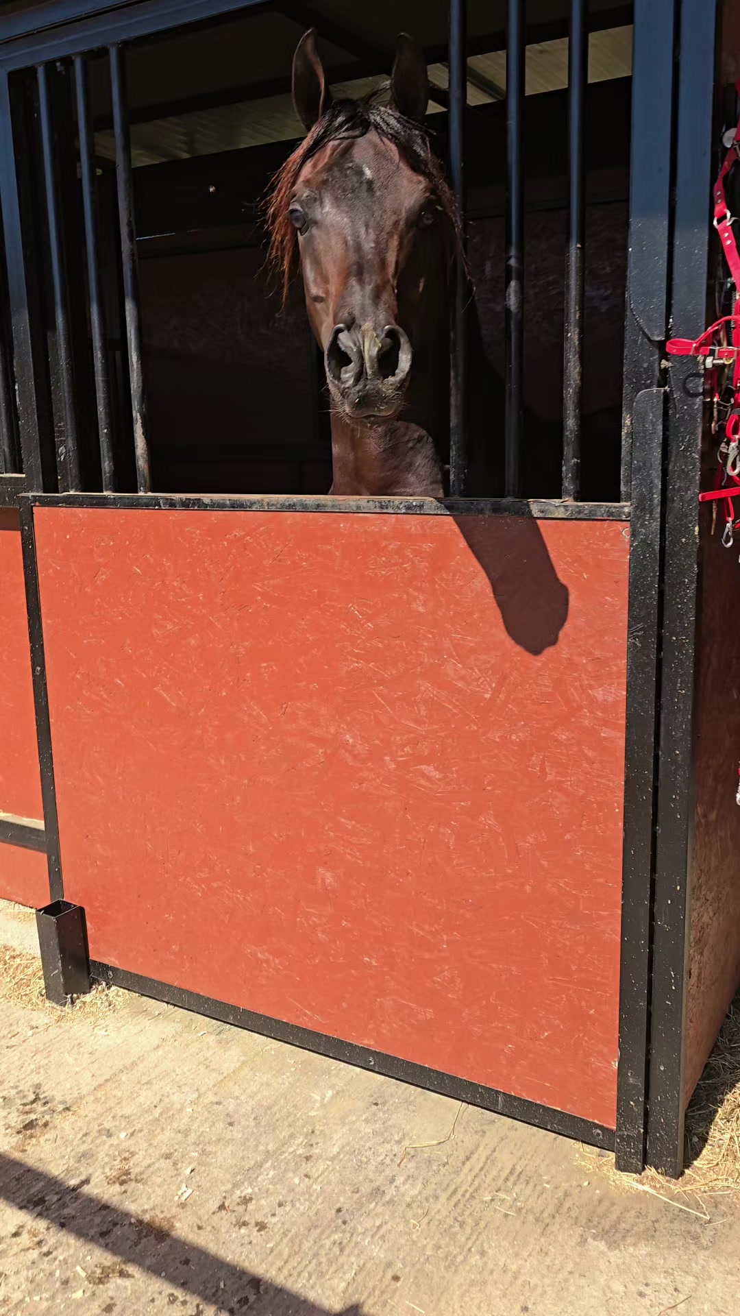 @Horse Training Center Albania