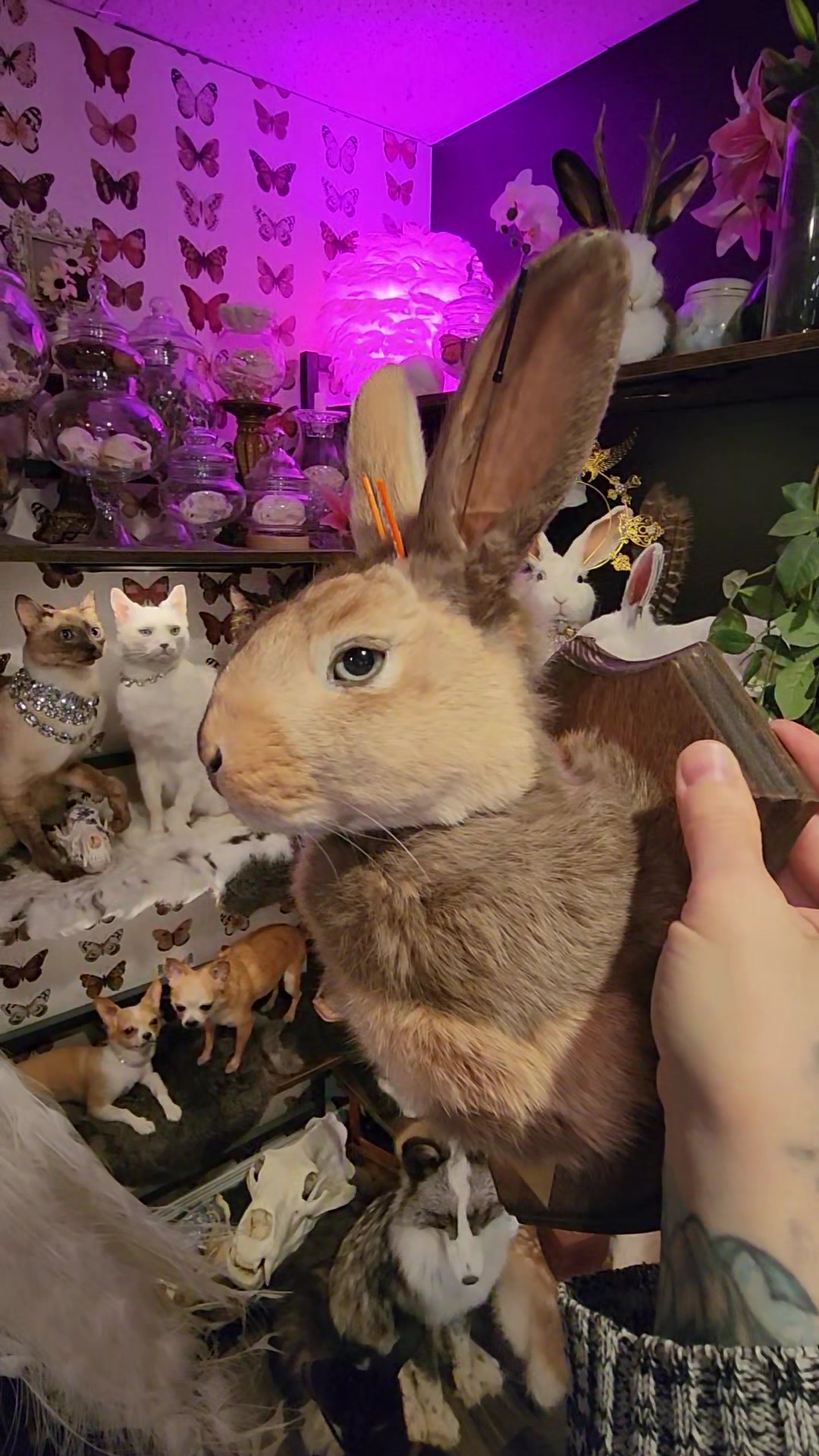 @May Jackalope Taxidermy 🇨🇦