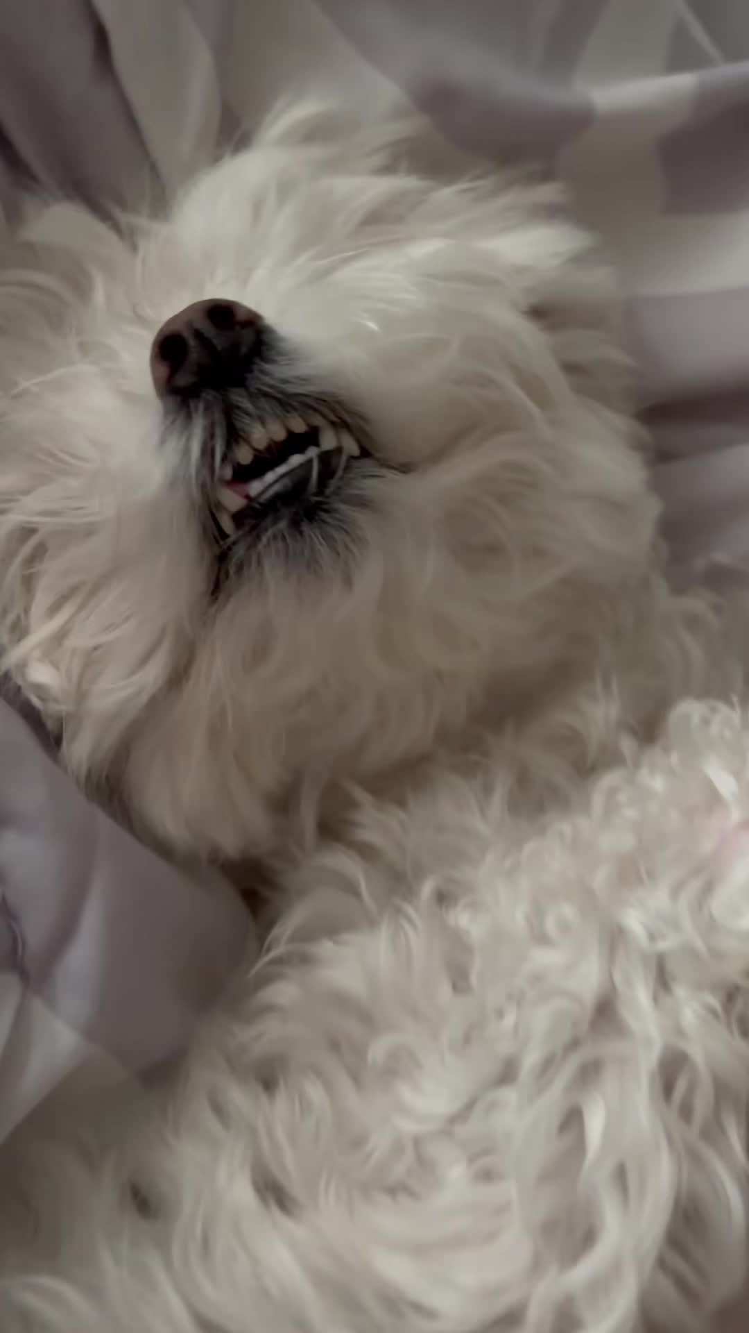 @Messi The Dog