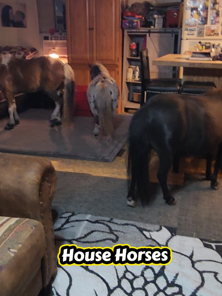 @minihorsemomandtrainer🐴🐴🐴🐴