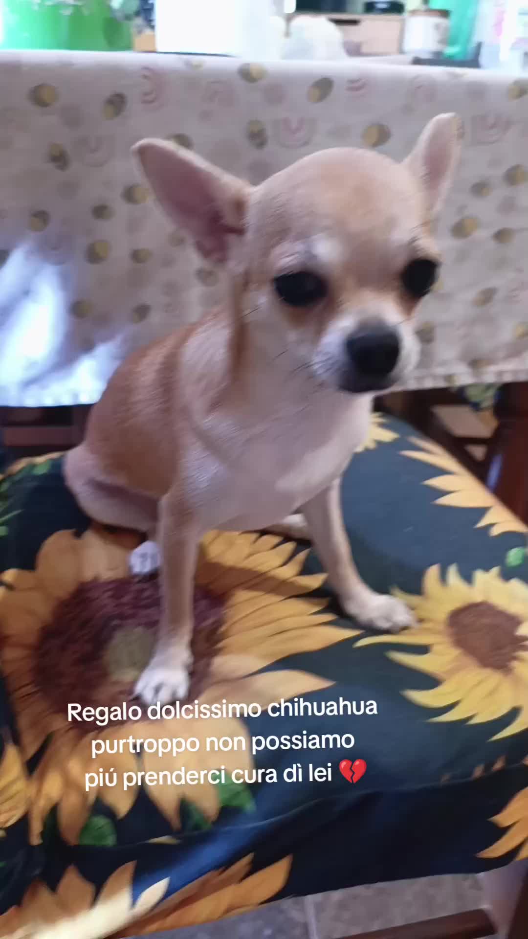 @Ilaria🦩💚🐿️