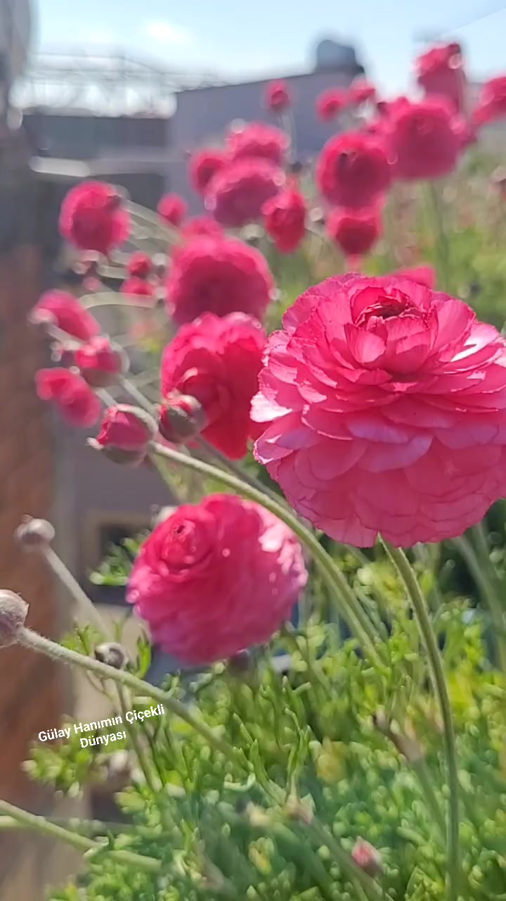 @G&uuml;lay Hanımın &Ccedil;i&ccedil;ekli D&uuml;nyası