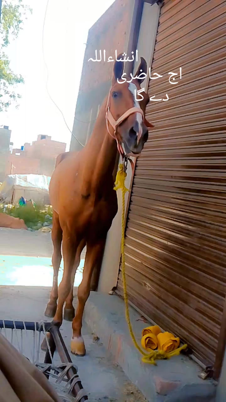 @Sajjad Ali 🐴🐴🐎