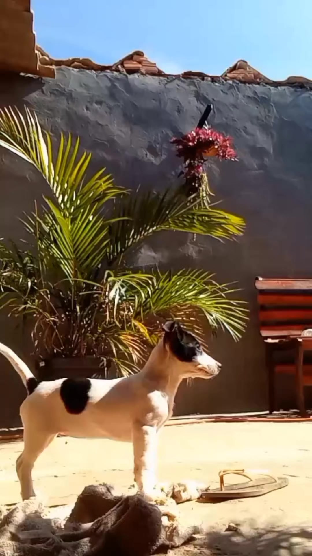 @•°★The_dogs!★°•