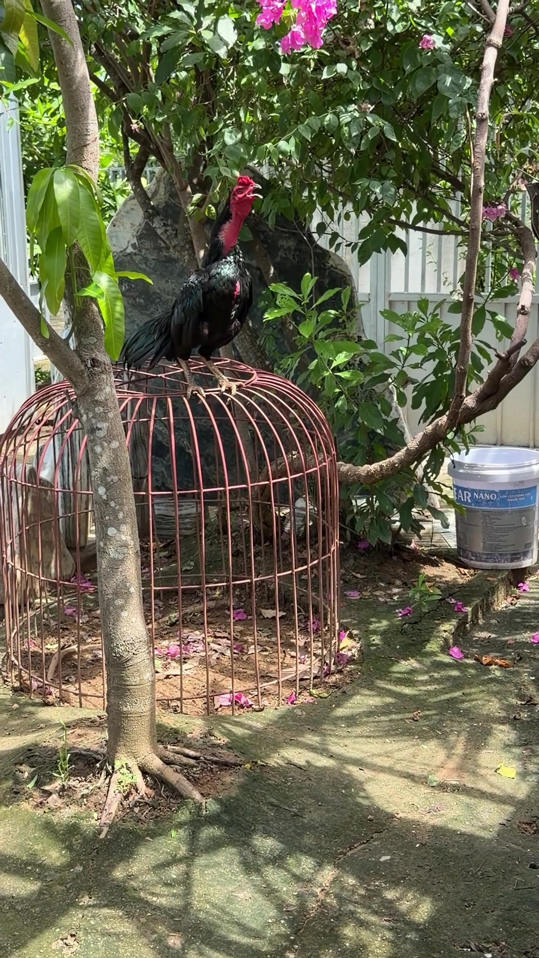 @Quốc khánh