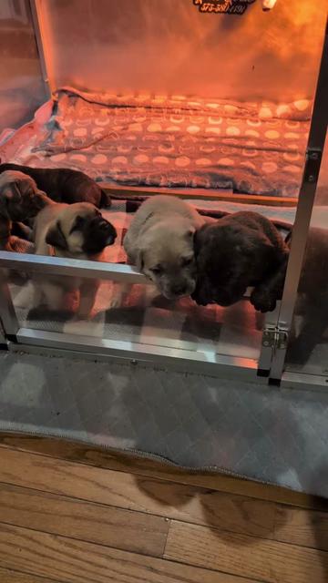 @BOOTHEEL CANE CORSO