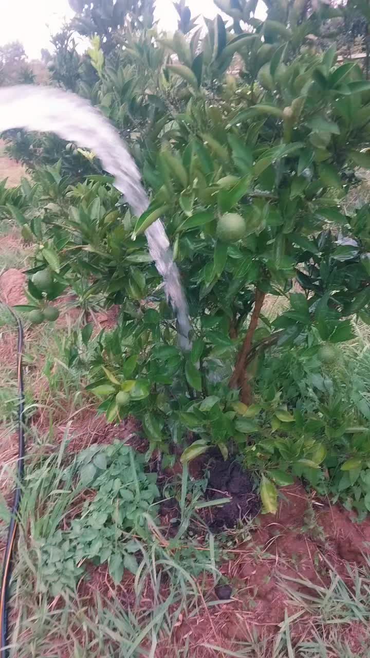 @sərdar erçivanlı