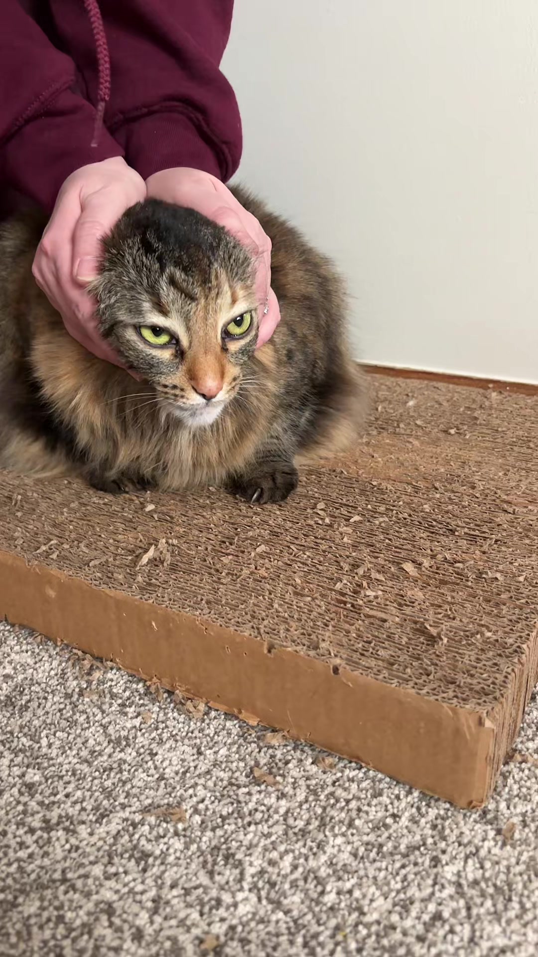 @Purrito, Taylor, and 13