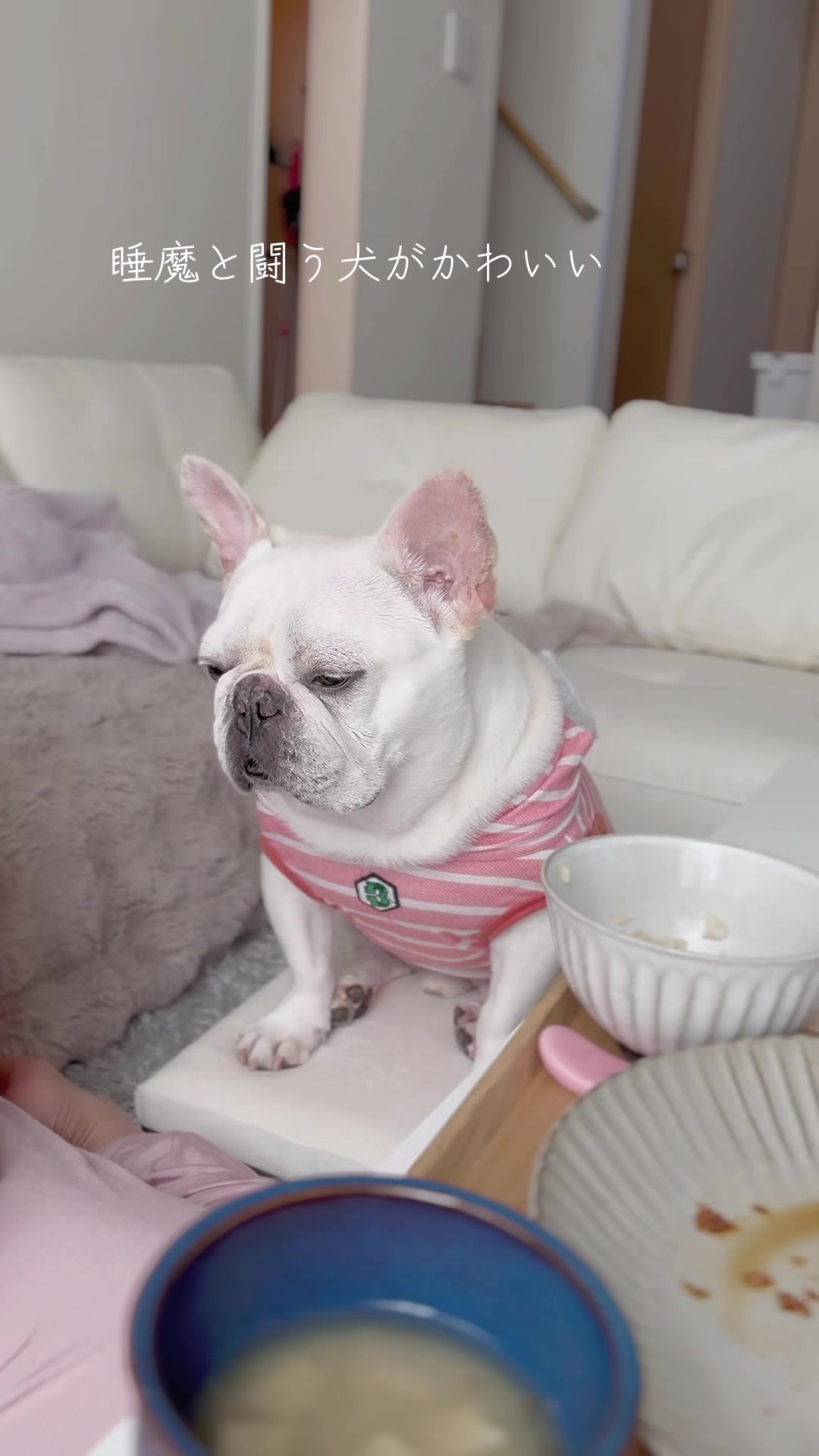 @フレンチブルドッグのPorco(ポルコ)🐷