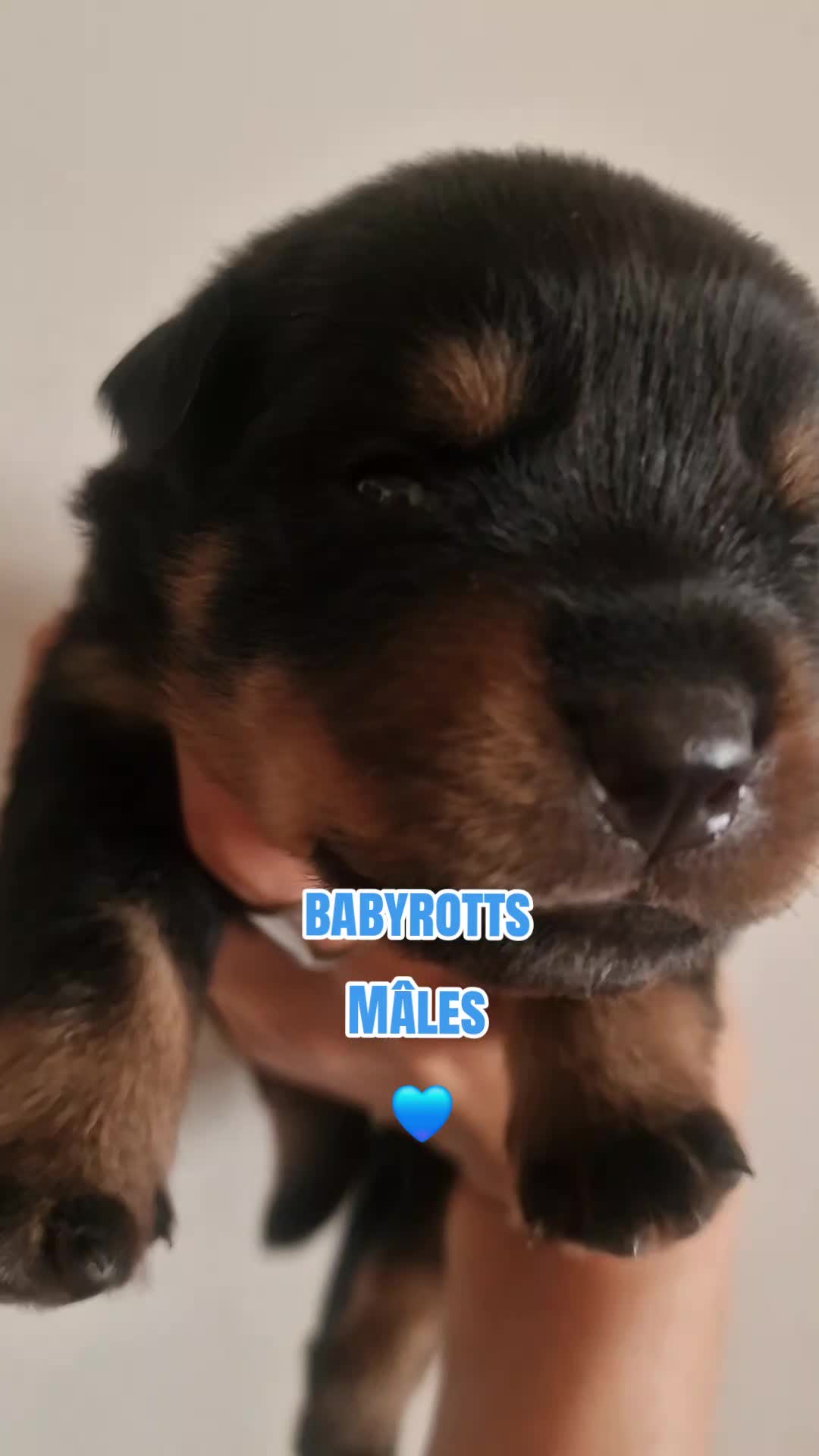 @Laetitia FACHETTi Rottweiler