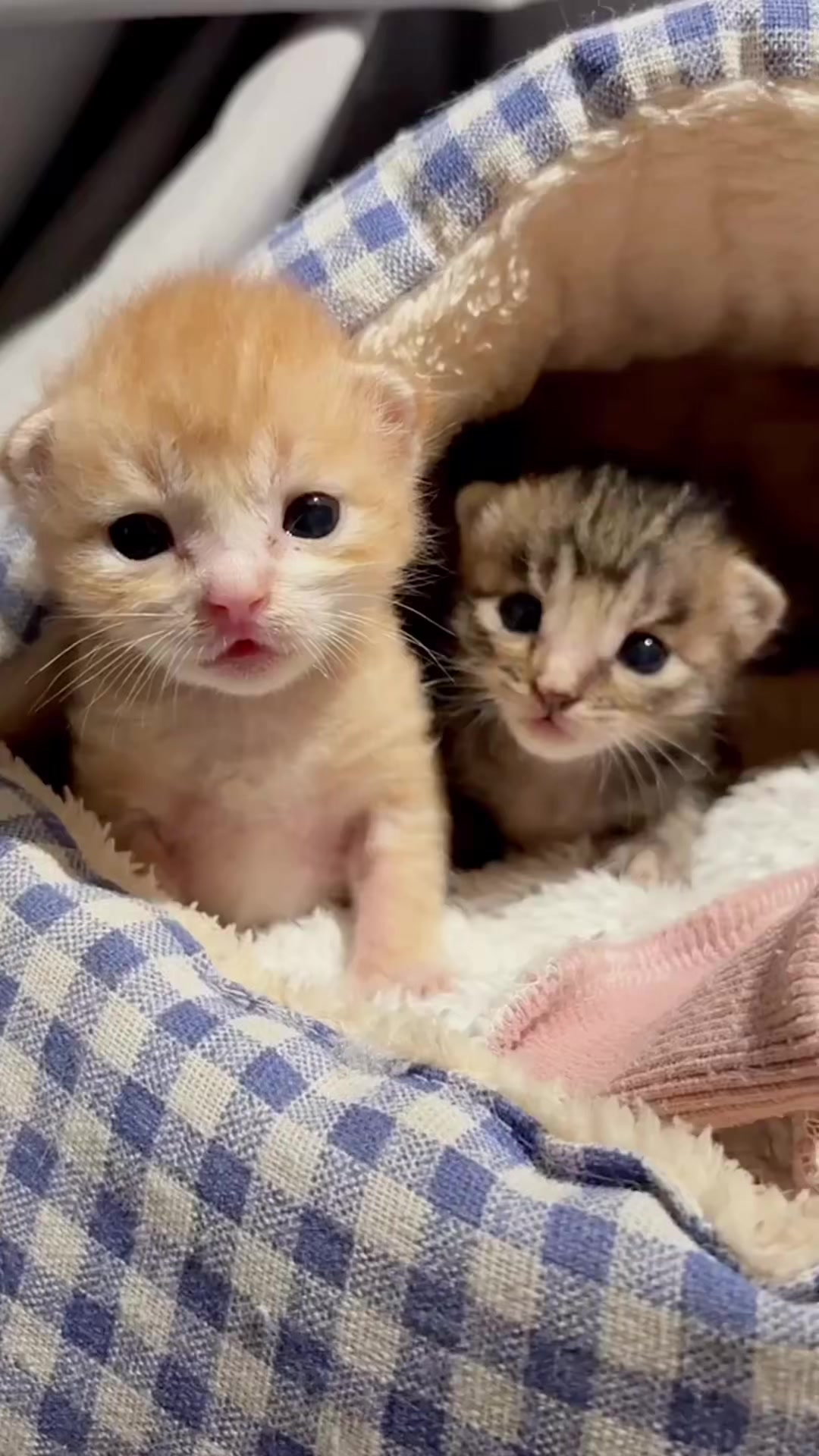@catbosssss
