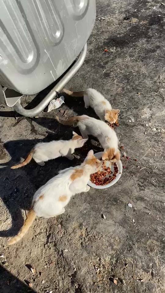 @asoolcat