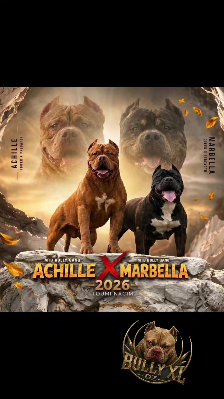 @bully xl dz 🇩🇿🦍