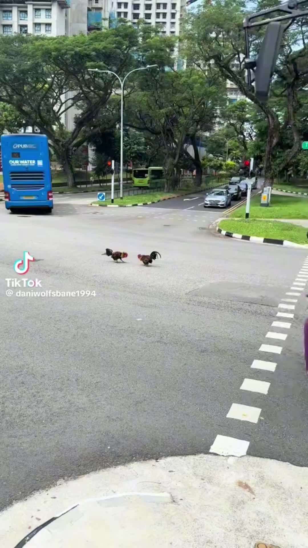 @স্বপ্নছিন্ন_পাখি